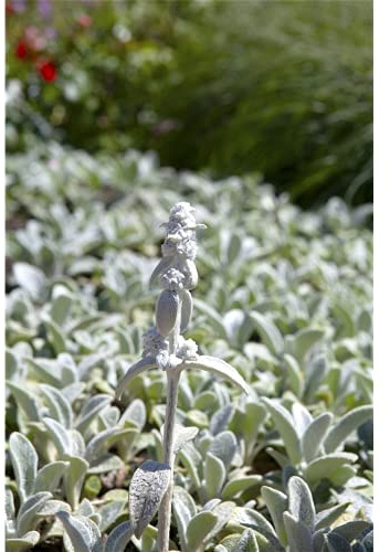 Stachys byzantina 'Silver Carpet' - Matten-Woll-Ziest - 9cm Topf