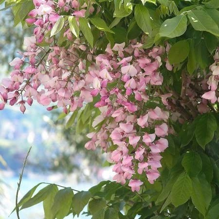 Edelblauregen 'Honbeni' - Wisteria floribunda 'Honbeni' - 50-60 cm Topf - Rosa blühende Kletterpflanze