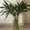 semillas de bambú de la suerte palma areca potos palma cocotera montaña yuca planta planta piña castaña la suerte bambú bambú gigante plantas mimosa fruta dorada caladio, araña 10pcs