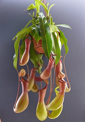 Nepenthes ALATA - Pitcher Plant. Carnivorous Plant in 14cm Pot