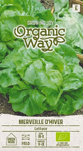 Organic Way | KOPFSALAT MERVEILLE DES QUATRE SAISONS samen | Gemüsesamen | Salatsamen | Garten Samen | Zweifarbiger Butterkopf-Kopfsalat | 1 Pack