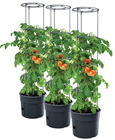 PAFEN 3 macetas para tomate, 392 x 1530 mm, tomate, jardín, terraza