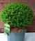 japanische Hülse Ilex crenata Glorie Dwarf -R- Kugel 35-40 cm Durchmesser im 5 Liter Pflanzcontainer
