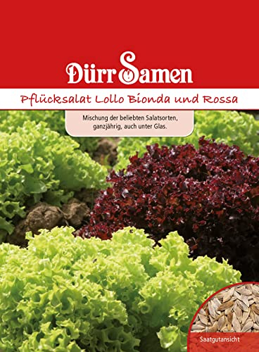 Pflücksalat Samen Lollo Bionda und Rossa Salat Ganzjährig Gemüse Saatgut Garten Hochbeet Salatsamen ca 500 Korn Dürr Samen