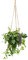 Aeschynanthu Mona Lisa Red s 35-40cm Drop in a 15cm Hanging Pot Lipstick Plant