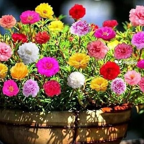 Moss Rose Extra Double Mix - 2000 Seeds + freebie + Plant tag (Portulaca grandiflora)