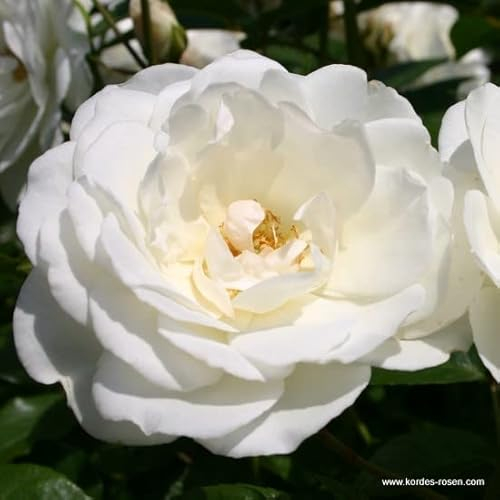 Rose 'Schneewittchen' - Rosa 'Schneewittchen' - C
