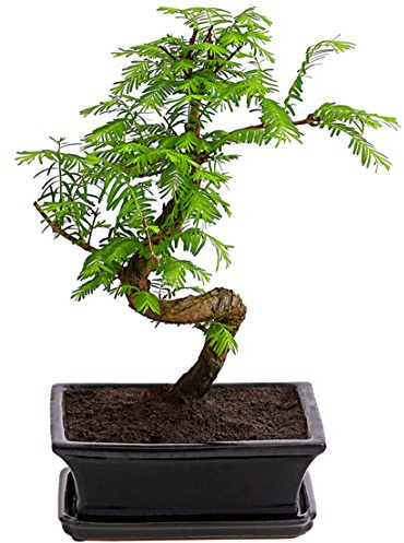 Dehner Urweltmammutbaum im Keramiktopf, weiche grüne Nadeln, ca. 25-35 cm, Topf ca. 15 cm, Outdoor-Bonsai