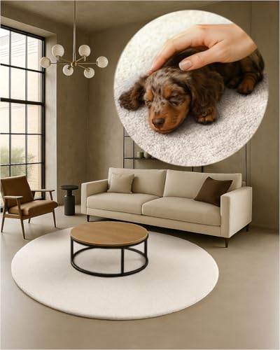 TEXMAXX Weicher Kurzflor Teppich Wohnzimmer mit rutschhemmender Rückseite (200 x 200 cm Rund) - Modern für Flur, Esszimmer und als Schlafzimmer Teppich in Cremeweiß - Waschbar bis 30 Grad