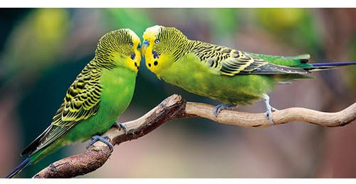 3er-Pack: Postkarte PANORAMA +++ GEO von modern times +++ WELLENSITTICHE * XXL +++ BK.EDITION © SOHNS, J. & Ch. / Minden Pictures