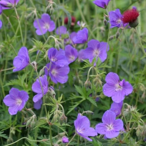 Plant Theory 9cm Pot Geranium Orion Cranesbill Perennial