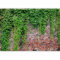 Fototapete murando 300x210 cm - Foto Tapete Schlafzimmer Wohnzimmer Moderne Vliestapete XXL Wandtapete Motivtapeten Bildtapete 3d Effekt Wand Dekoration - Steine Mauer Efeu b-A-0173-a-c