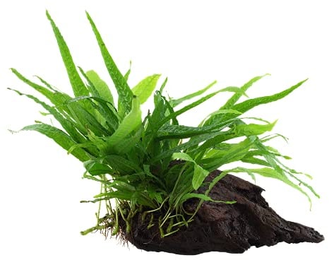 Plante d'aquarium Microsorum pteropus « Narrow » Fougère de Java Plante aquatique sur racine N° 008A YWS Plante d'aquarium Porte-racine Rhizome
