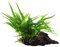 Aquarium Pflanze Microsorum pteropus 'Narrow' Javafarn Wasserpflanze auf Wurzel Nr.008A YWS Aquariumpflanze Wurzelstock Rhizom
