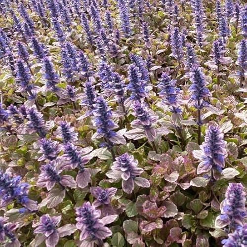 6x Kriechender Günsel 'Burgundy Glow' - Ajuga reptans 'Burgundy Glow' - Topf 9x9cm - Bunter Bodendecker