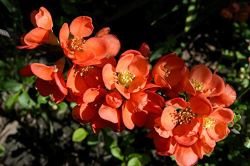 Zierquitte 'Cido' 40-60 cm Chaenomeles japonica Heckenpflanze winterhart | Chaenomeles japonica, blühend, essbare Früchte, robust, schnittverträglich, sonnig bis halbschattig, winterhart
