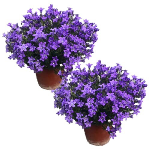 Duo de Campanula Flores Azules para Exterior e Interior Plantas Naturales