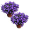 Duo de Campanula Flores Azules para Exterior e Interior Plantas Naturales