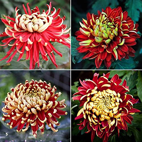 Generic Crisantemo, 100 Unids Raras Bicolor Rojo Amarillo Crisantemo Flor Semillas de Plantas Morifolium
