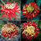 Generic Crisantemo, 100 Unids Raras Bicolor Rojo Amarillo Crisantemo Flor Semillas de Plantas Morifolium
