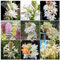 Nardos bulbos,nardos flores,planta de nardos,nardos planta,muy perfumada,flor cortada,hortícola ornamental,bulbos de nardos olorosos,flor herbácea perenne,Precioso,resistente.-15bulbos-A