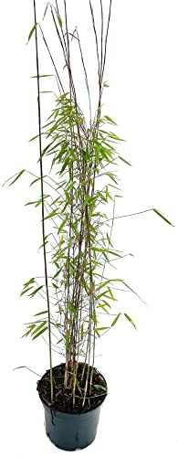 Bambus Fargesia 'Jiuzhaigou 1', 3 Liter Topf, Höhe 60-80 cm