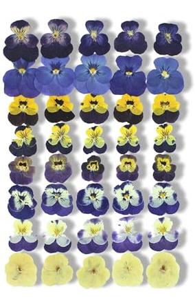 fKiZanthene Essbare Trockenblumen, 40 Stück, Gedankenblumen für Kuchendekoration, vier Designs – für Küche, Geburtstagsfeiern und Feiern