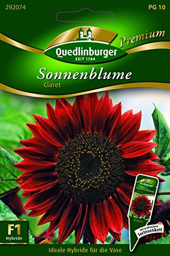 Sonnenblumen Claret QLB Premium Saatgut Sonnenblumen