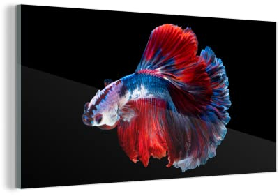 MuchoWow Glasbild Glasfoto Wandbild Bilder Deko 160x80 cm Fisch - Schwanz - Schwarz