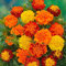 MAELSA® GRAINES EN SACHET POUR POTAGER ET JARDIN - FLEURS - SEMENCES DE FLEURS DIVERS VARIETES AU CHOIX (OEILLET D'INDE DOUBLE NAIN VARIE)
