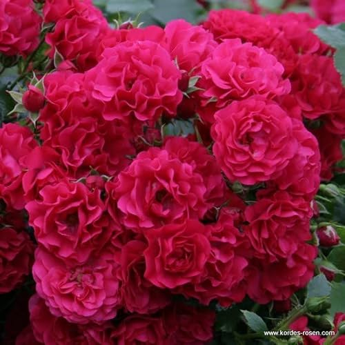 2x Rose 'Gärtnerfreude'® - Kordes Rigo-roos - Plant-o-fix -Topf
