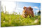 DARO Design - Wand-Bild auf 6mm HDF 40x30 cm Hamster Meerschweinchen Wiese - Wand-Deko Bilder Geschenk