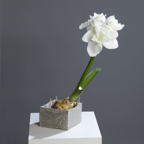 Amaryllis im Gefäß, 60 cm, weiß Kunstblume Kunstpflanze Dekopflanze