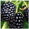 Rubus fruticosus - Dornenlose Brombeere - 10 Samen