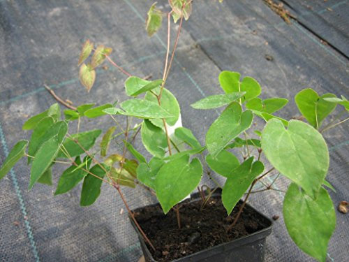 Elfenblume Epimedium x perral. Frohnleiten schwefelgelbe Blüte von April - Mai Staude im 0,5 Liter Topf