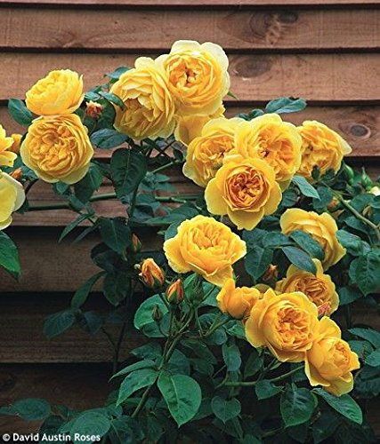 ChinaMarket 100 piezas rosas trepadoras amarillo semillas, plantas trepadoras, las semillas de flor china semillas de flor