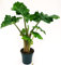 POWERS TO FLOWERS - ALOCASIA MACRORRHIZA, ORECCHIE D'ELEFANTE, VASO 16CM DIAMETRO, ORECCHIE D'ELEFANTE, pianta vera