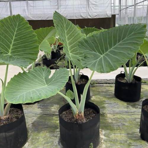 20 Pc Semi Di Colocasia Gigantea, Arbusti Sempreverdi Resistenti, Pianta Ricadente (Leucocasia Gigantea) Grandi Piante D'Appartamento, Piante D'Appartamento Verdi Piante Da Balcone