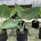 20 Pc Semi Di Colocasia Gigantea, Arbusti Sempreverdi Resistenti, Pianta Ricadente (Leucocasia Gigantea) Grandi Piante D'Appartamento, Piante D'Appartamento Verdi Piante Da Balcone