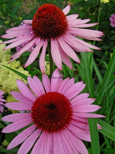 Staudenkulturen Wauschkuhn Echinacea purpurea 'Rubinstern' - Roter Sonnenhut - Staude im 9cm Topf