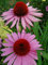 Staudenkulturen Wauschkuhn Echinacea purpurea 'Rubinstern' - Roter Sonnenhut - Staude im 9cm Topf