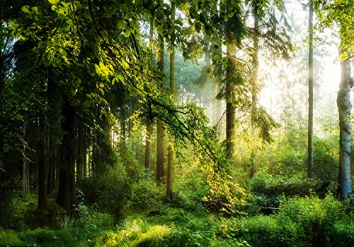 wandmotiv24 Photo murale Arbres de prairie forestière XXL 400 x 280 cm - 8 pièces photo, papier peint non tissé Vert, arbre, nature M5673