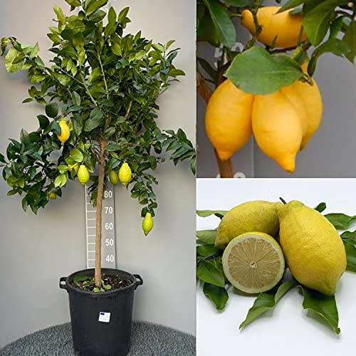 SAVINI VIVAI Pianta di Limone Albero Agrumi Lunario Limone ad Alberello in Vaso da 35 cm altezza 150-180 cm 6-7 Anni di innesto Made Italy