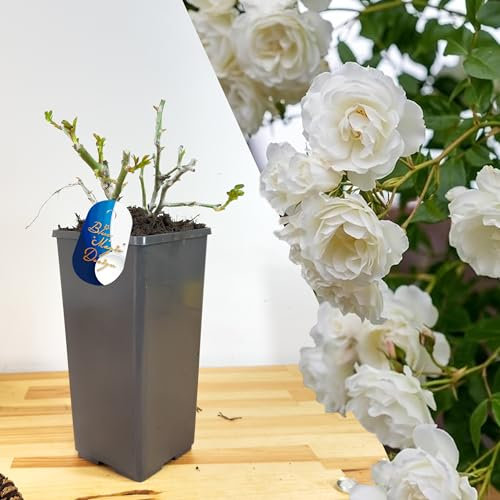 Hardy and Mature Fragrant White Climbing Rose in 2L Pot: Perfect for Adding Elegance to Garden Borders, Hedging Walkways, and Climbing Trellises