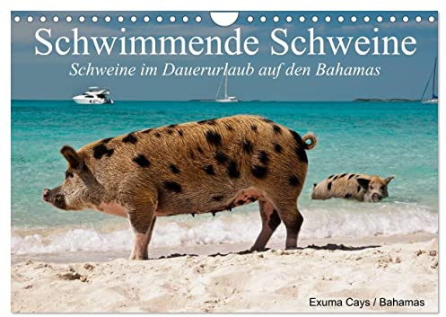 Schwimmende Schweine (Wandkalender 2026 DIN A4 quer), CALVENDO Monatskalender: Glückliche Schweine im Dauerurlaub auf den Bahamas (CALVENDO Tiere)