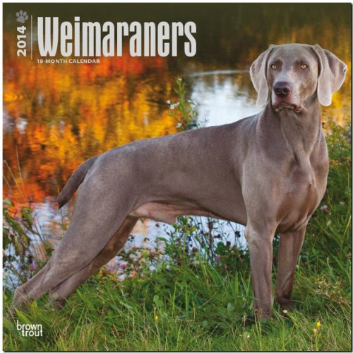 Weimaraners 2014 - Weimaraner: Original BrownTrout-Kalender [Mehrsprachig] [Kalender] (Wall-Kalender)