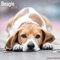 Beagle 2024 – 16-Monatskalender: Original Avonside-Kalender [Mehrsprachig] [Kalender] (Wall-Kalender)