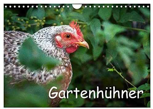 Gartenhühner (Wandkalender 2025 DIN A4 quer), CALVENDO Monatskalender: Portraits von glücklichen Hühnern (CALVENDO Tiere)