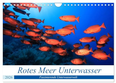 Rotes Meer Unterwasser (Wandkalender 2026 DIN A4 quer), CALVENDO Monatskalender: Faszinierende Bilder aus der Unterwasserwelt des Roten Meeres (CALVENDO Tiere)