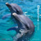 Delfine Kalender 2010 - Dolphins